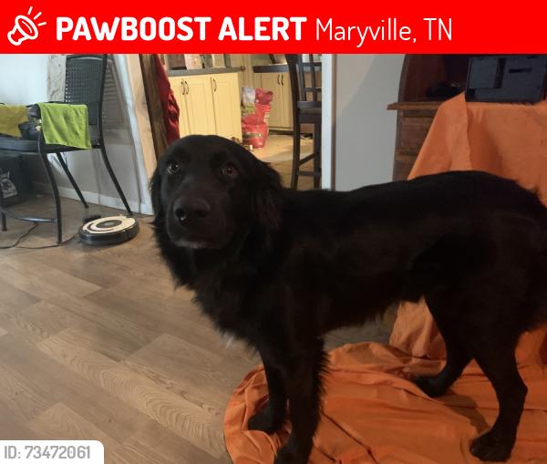 Lost Male Dog last seen Farris, Maryville, TN 37803