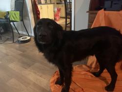 Lost Male Dog last seen Farris, Maryville, TN 37803