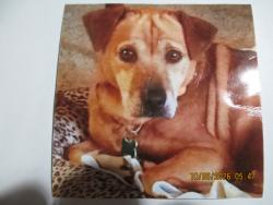 Lost Male Dog last seen Lindale Drive & W 10th Ave, Marion, IA 52302