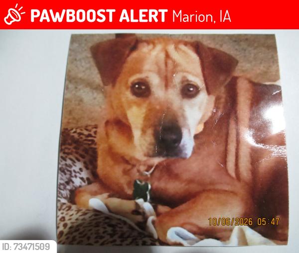 Lost Male Dog last seen Lindale Drive & W 10th Ave, Marion, IA 52302