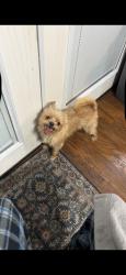 Lost Male Dog last seen Near Mars drive, Garland, TX 75040