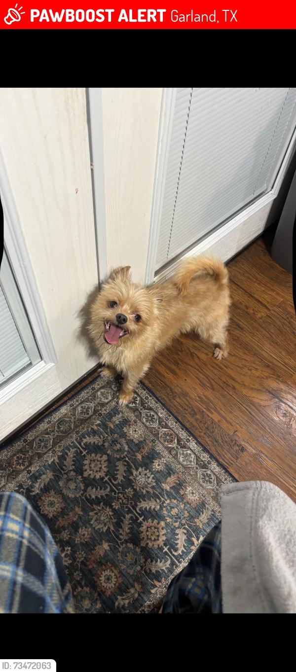 Lost Male Dog last seen Near Mars drive, Garland, TX 75040