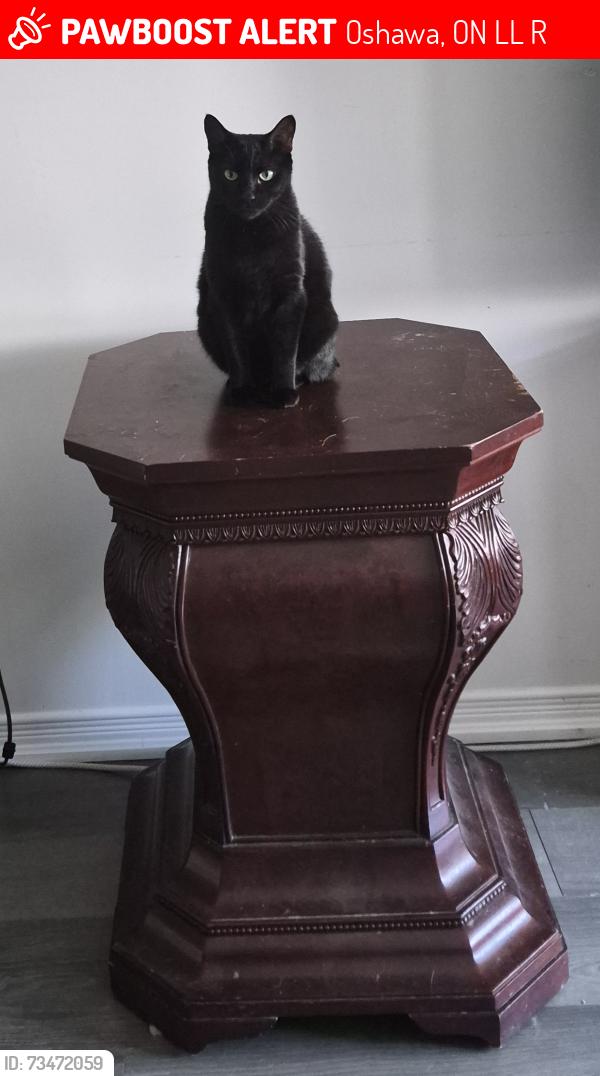 Lost Female Cat last seen Windfields farm drive/ Magdalen Path, Oshawa, ON L1L 0R6