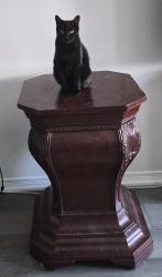 Lost Female Cat last seen Windfields farm drive/ Magdalen Path, Oshawa, ON L1L 0R6
