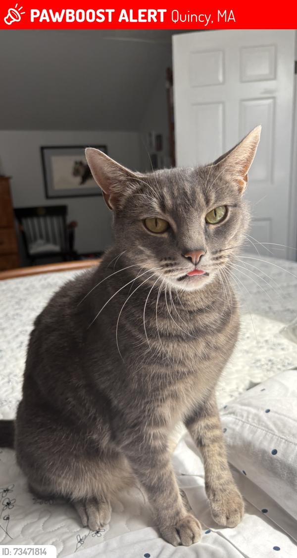 Lost Male Cat last seen Virginia & shore, Quincy, MA 02169