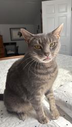 Lost Male Cat last seen Virginia & shore, Quincy, MA 02169