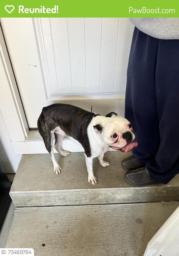 Reunited Female Dog last seen Near Tall Timber Dr, Loveland, OH 45140, USA, Loveland, OH 45140