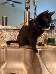 Lost Male Cat last seen Alaqua Way, Melbourne, FL 32904