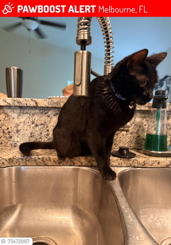 Lost Male Cat last seen Alaqua Way, Melbourne, FL 32904