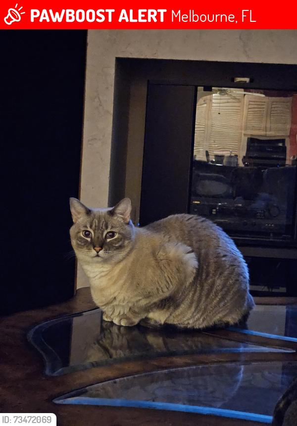 Lost Male Cat last seen Turtle mound, Melbourne, FL 32934