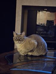 Lost Male Cat last seen Turtle mound, Melbourne, FL 32934