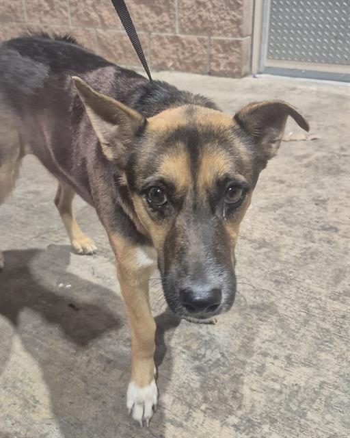 Shelter Stray Male Dog last seen Near BLOCK KATHY DR, 4710 TX-151, San Antonio, TX 78227, USA