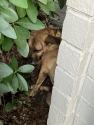 Found/Stray Unknown Dog last seen Bryks Upper Westside, Atlanta, GA 30318