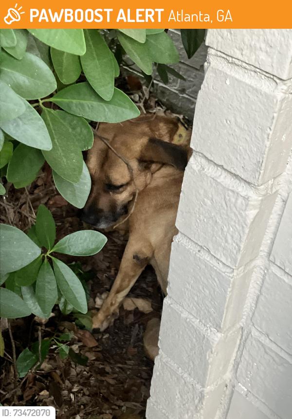 Found/Stray Unknown Dog last seen Bryks Upper Westside, Atlanta, GA 30318