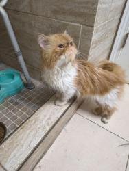 Found/Stray Unknown Cat last seen Los ebanos, Brownsville, TX 78520