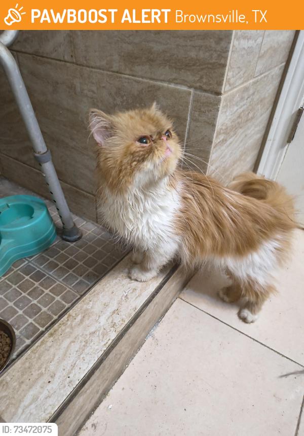 Found/Stray Unknown Cat last seen Los ebanos, Brownsville, TX 78520