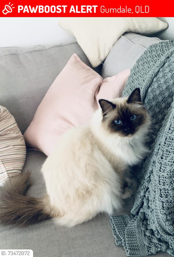 Lost Male Cat last seen Last seen on our property, Gumdale, QLD 4154