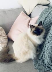 Lost Male Cat last seen Last seen on our property, Gumdale, QLD 4154