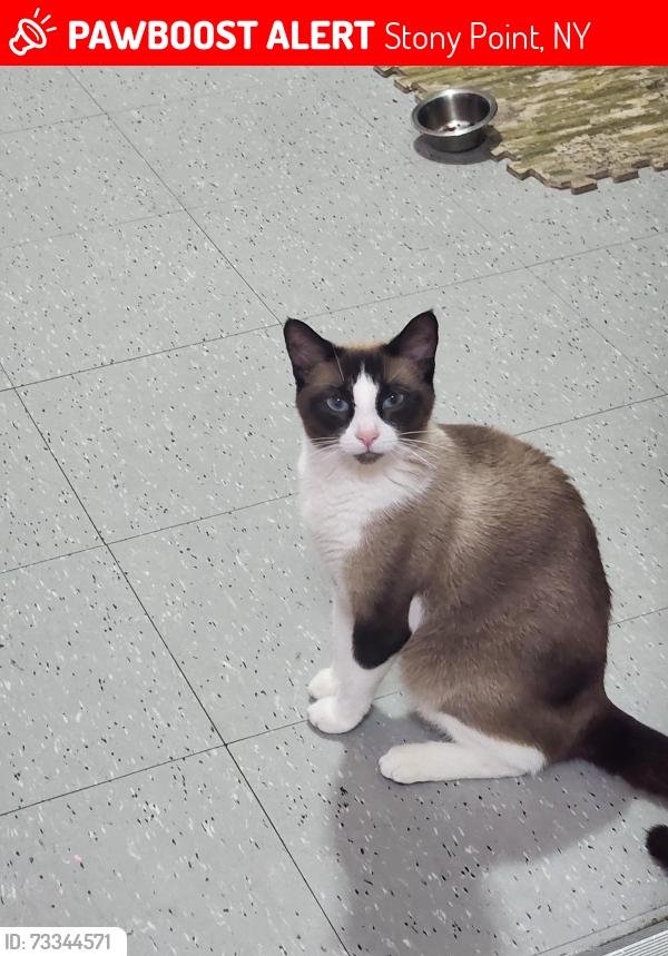 Lost Female Cat last seen Near Kanawauke Rd, Stony Point, NY 10980, Stony Point, NY 10980