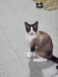 Lost Female Cat last seen Near Kanawauke Rd, Stony Point, NY 10980, Stony Point, NY 10980
