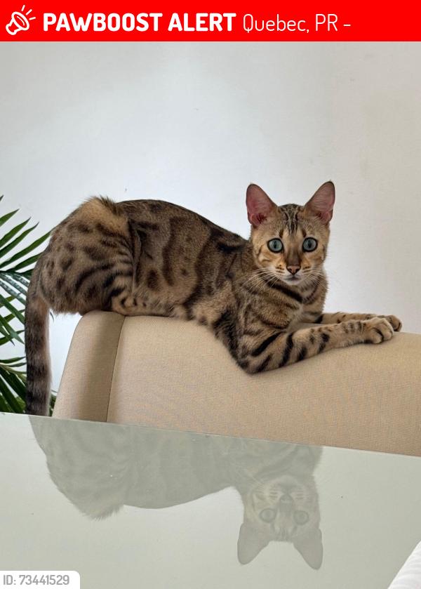 Lost Female Cat last seen Rua Nevada, Quebec, PR 86060-238
