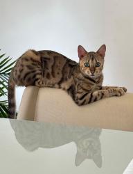 Lost Female Cat last seen Rua Nevada, Quebec, PR 86060-238