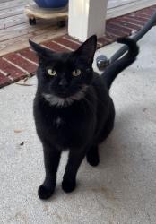 Found/Stray Female Cat last seen Greenwood Road, Lemon Springs, NC 27332