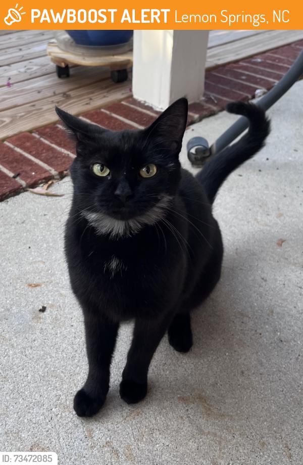 Found/Stray Female Cat last seen Greenwood Road, Lemon Springs, NC 27332