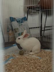 Found/Stray Unknown Rabbit last seen Metro by T-mobile on david blvd, Fort Lauderdale, FL 33312