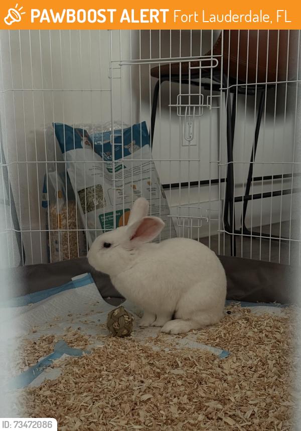 Found/Stray Unknown Rabbit last seen Metro by T-mobile on david blvd, Fort Lauderdale, FL 33312