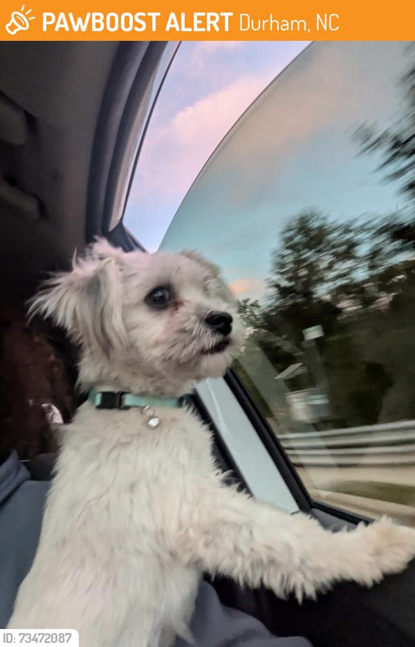 Found/Stray Male Dog last seen Triangle Rock Club durham, Durham, NC 27713
