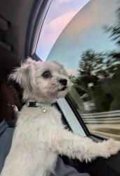 Found/Stray Male Dog last seen Triangle Rock Club durham, Durham, NC 27713