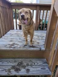 Found/Stray Male Dog last seen Near Ruskin Dr, High Point, NC 27265