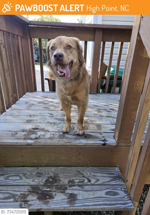 Found/Stray Male Dog last seen Near Ruskin Dr, High Point, NC 27265