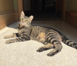 Reunited Male Cat last seen Near White Ave, Mt Ephraim, NJ 08059, USA, Mount Ephraim, NJ 08059