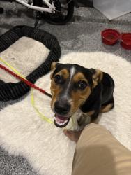 Found/Stray Male Dog last seen Protanco & Willian crest, San Antonio, TX 78245