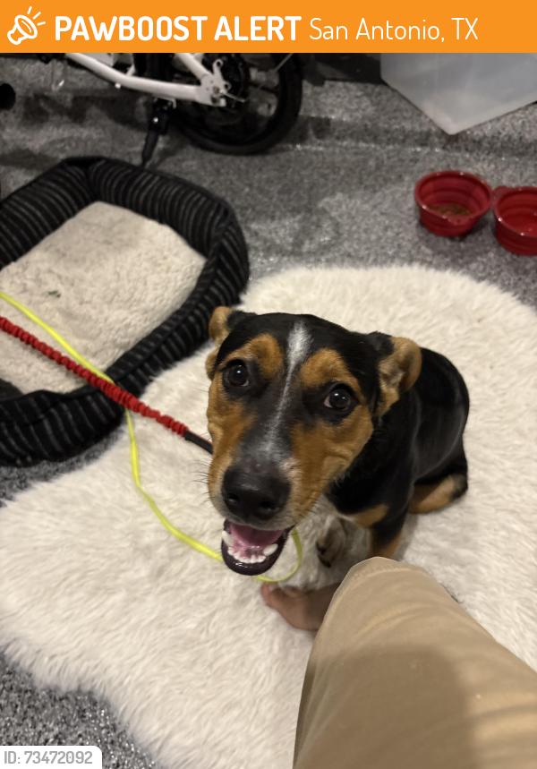 Found/Stray Male Dog last seen Protanco & Willian crest, San Antonio, TX 78245
