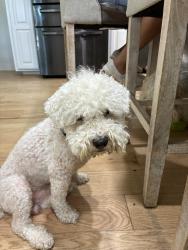 Reunited Male Dog last seen Kinkaid Dr, Dallas, TX 75220, USA, Dallas, TX 75220