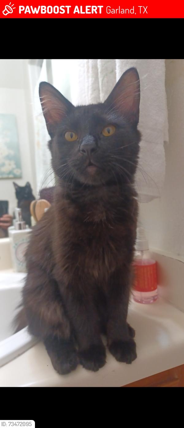 Lost Female Cat last seen Near carriage hse ln, Garland, TX 75040