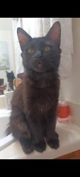 Lost Female Cat last seen Near carriage hse ln, Garland, TX 75040