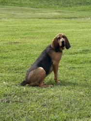 Reunited Female Dog last seen Near fm 1301 pledger texas, Pledger, TX 77468