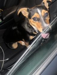 Found/Stray Male Dog last seen William costed San Antonio, San Antonio, TX 78245