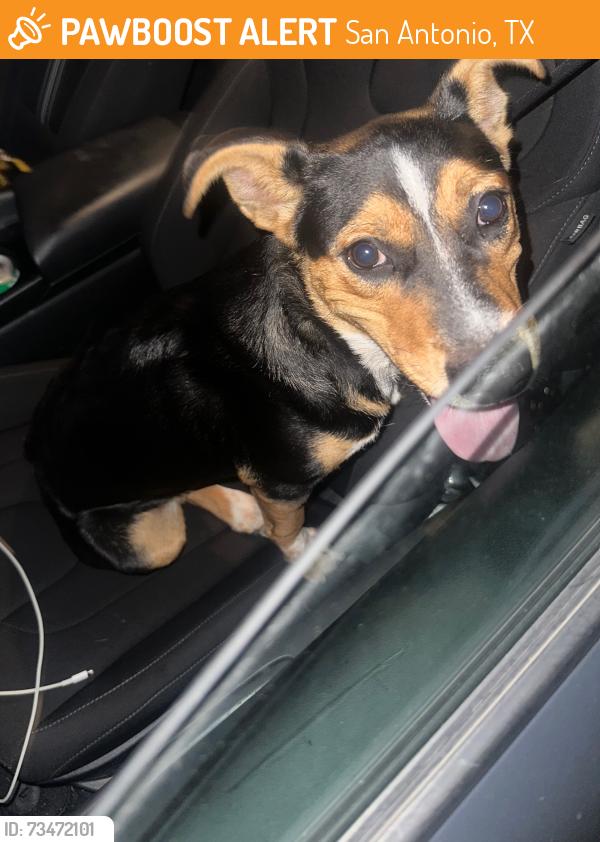 Found/Stray Male Dog last seen William costed San Antonio, San Antonio, TX 78245