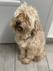 Reunited Male Dog last seen 46th and Woodlawn, Kenwood neighborhood, Chicago, IL 60653
