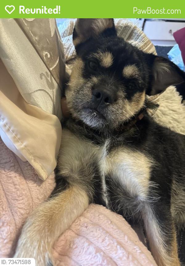 Reunited Male Dog last seen Near Shale Cir, Roxboro, NC 27573, USA, Roxboro, NC 27573