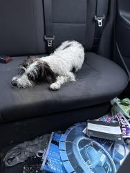Found/Stray Male Dog last seen Sisson and Denise Dr Titusville, Titusville, FL 32780