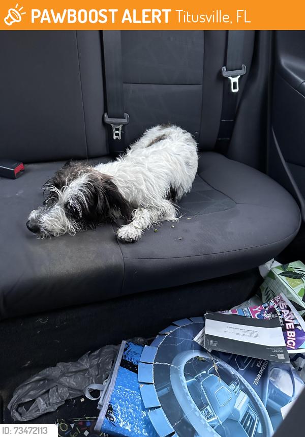Found/Stray Male Dog last seen Sisson and Denise Dr Titusville, Titusville, FL 32780