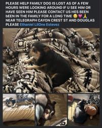 Lost Male Dog last seen Crest Dr Douglas St & Telegraph Canyon Rd, Chula Vista, CA 91910