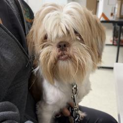 Shelter Stray Male Dog last seen , 8464 Beach Blvd, Jacksonville, FL 32216, USA