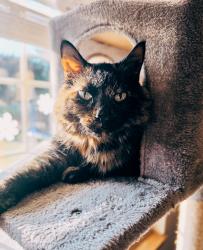 Reunited Female Cat last seen Market and Chelsea Drive, Elkhorn, WI 53121